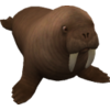 beautifulwalrus